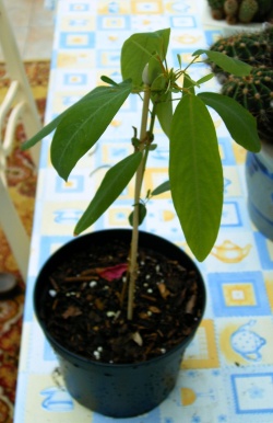 Codariocalyx motorius