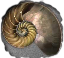Nautilus!  God's DVD!