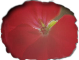 a geranium, a CD-ROM, a metaphor ...